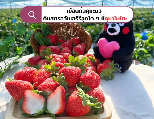 เยือนถิ่นคุมะมงกินสตรอว์เบอร์รีลูกโตๆ