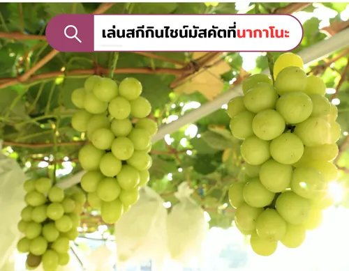 เล่นสกีกินไชน์มัสคัตที่นากาโนะ