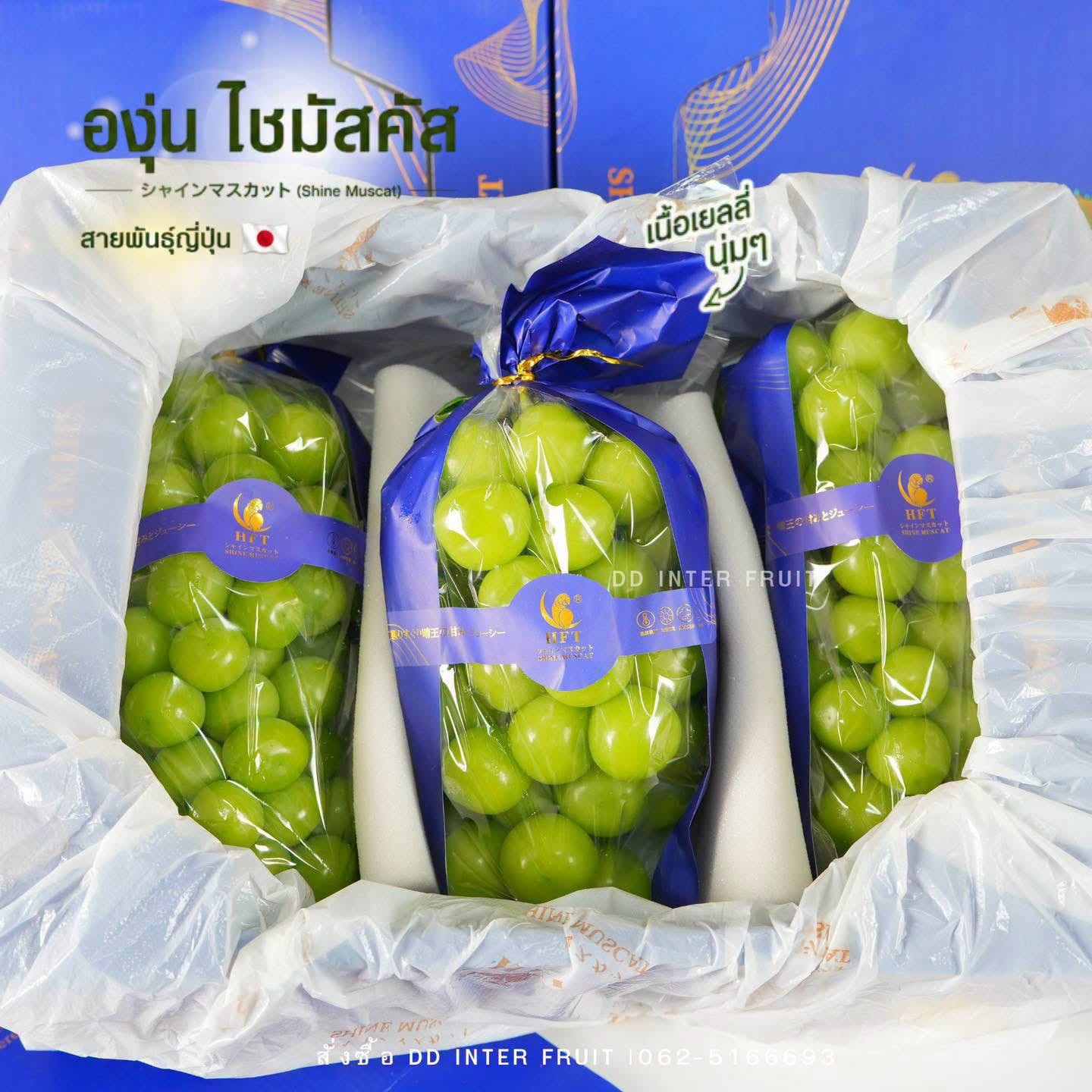 องุ่นไชมัสคัส นกแก้ว