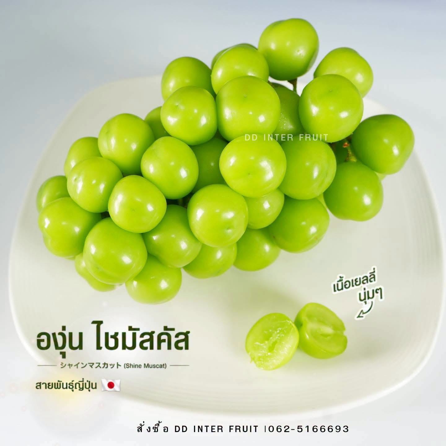 องุ่นไชมัสคัส นกแก้ว