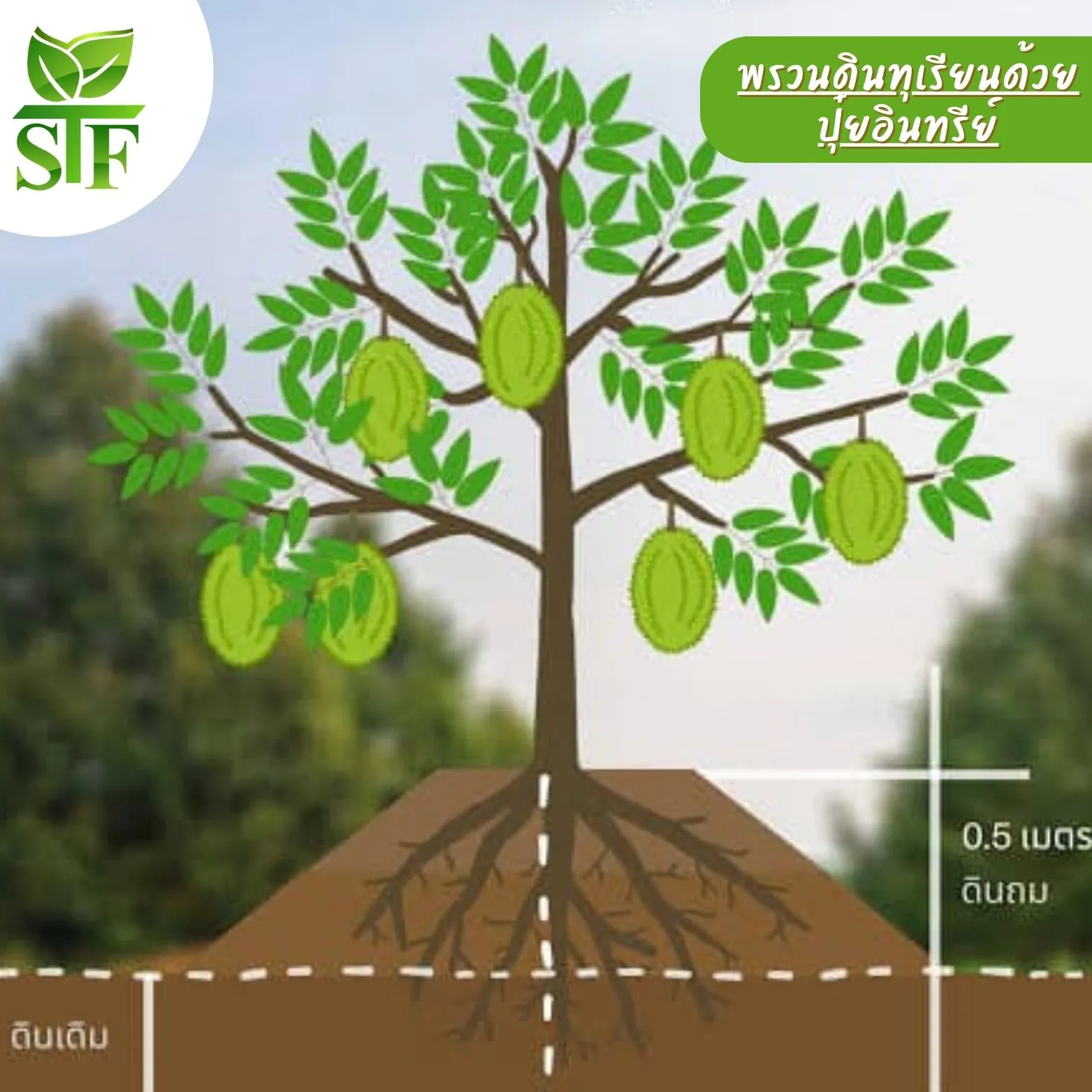สำเนาของสำเนาของสำเนาของสำเนาของสำเนาของสีครีมภาพประกอบร้านขายทุเรียนโลโก้(3)