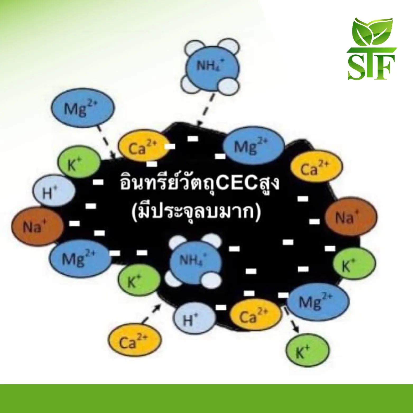 สำเนาของสำเนาของสำเนาของสำเนาของสำเนาของสีครีมภาพประกอบร้านขายทุเรียนโลโก้(7)