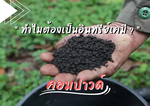 ปกเว็บ(11)