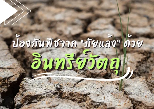 ปกเว็บ(15)
