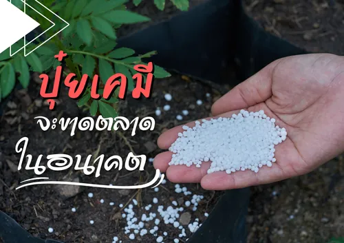 ปกเว็บ(3)