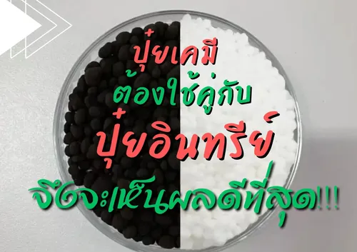 ปกเว็บ(3)