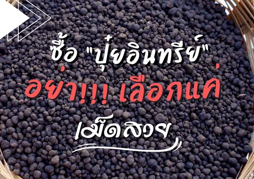 ปกเว็บ(7)