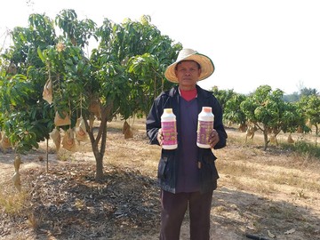 Thaiagrotosic(4)