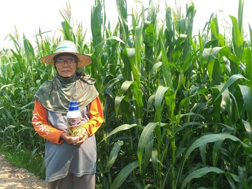 Thaiagrotosic(9)