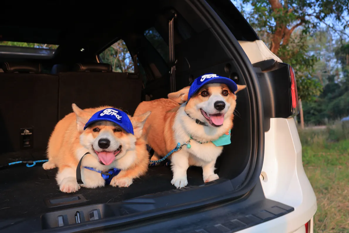 FordLoveYourPetDay(5)