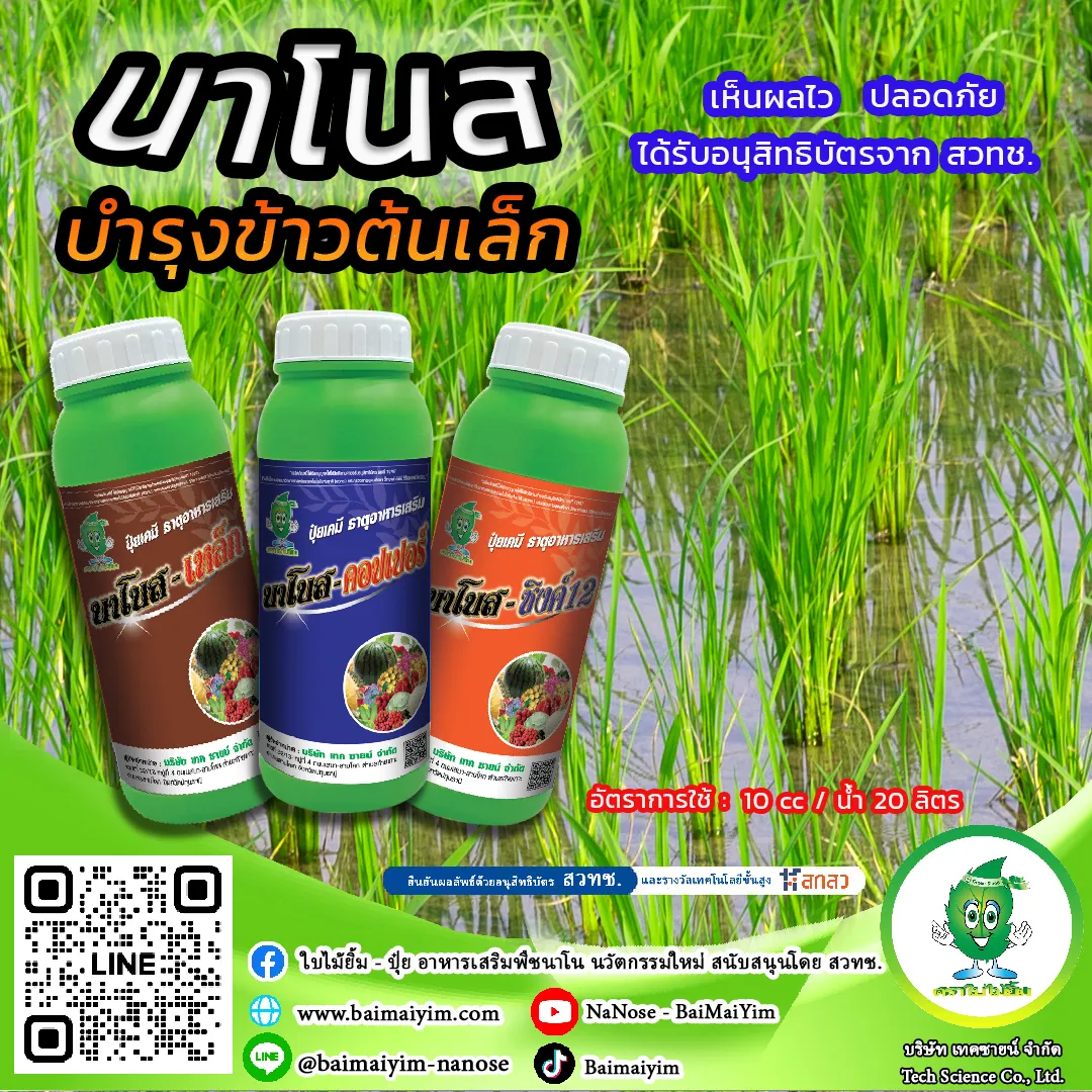ข้าวต้นเล็ก