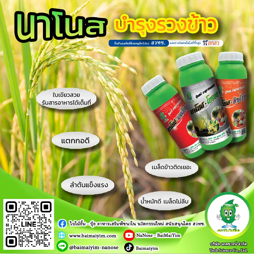 บำรุงข้าวโต