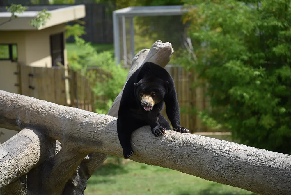 AngkorWildlifeZoo(2022-2023)-5