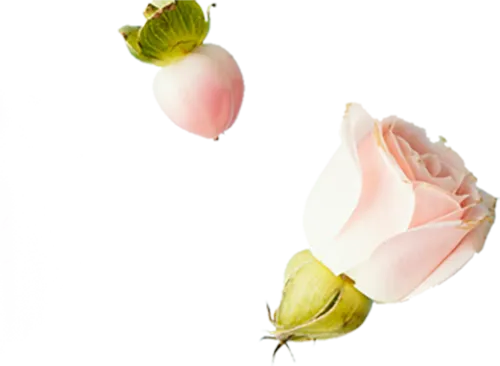 flower3