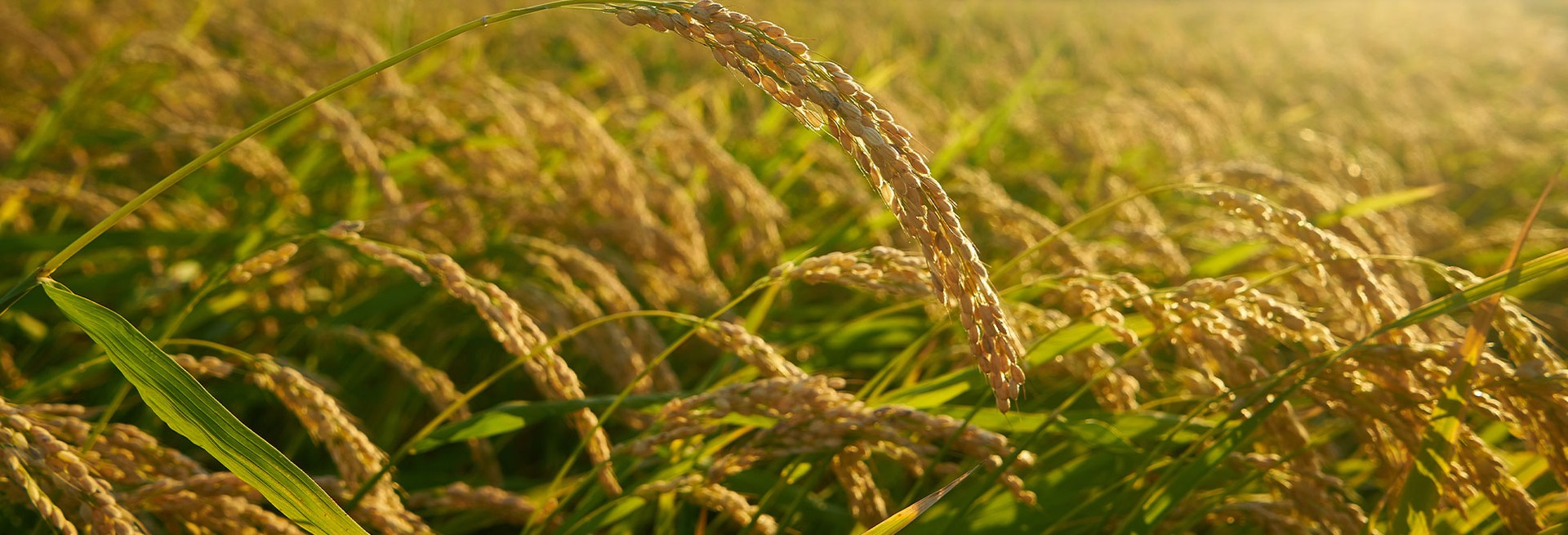 HOME [www.sixstarsrice.co.th]