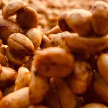 yellowcoffeebeans