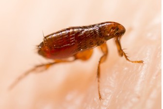 img4