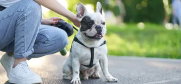 petcircleslide4edit1