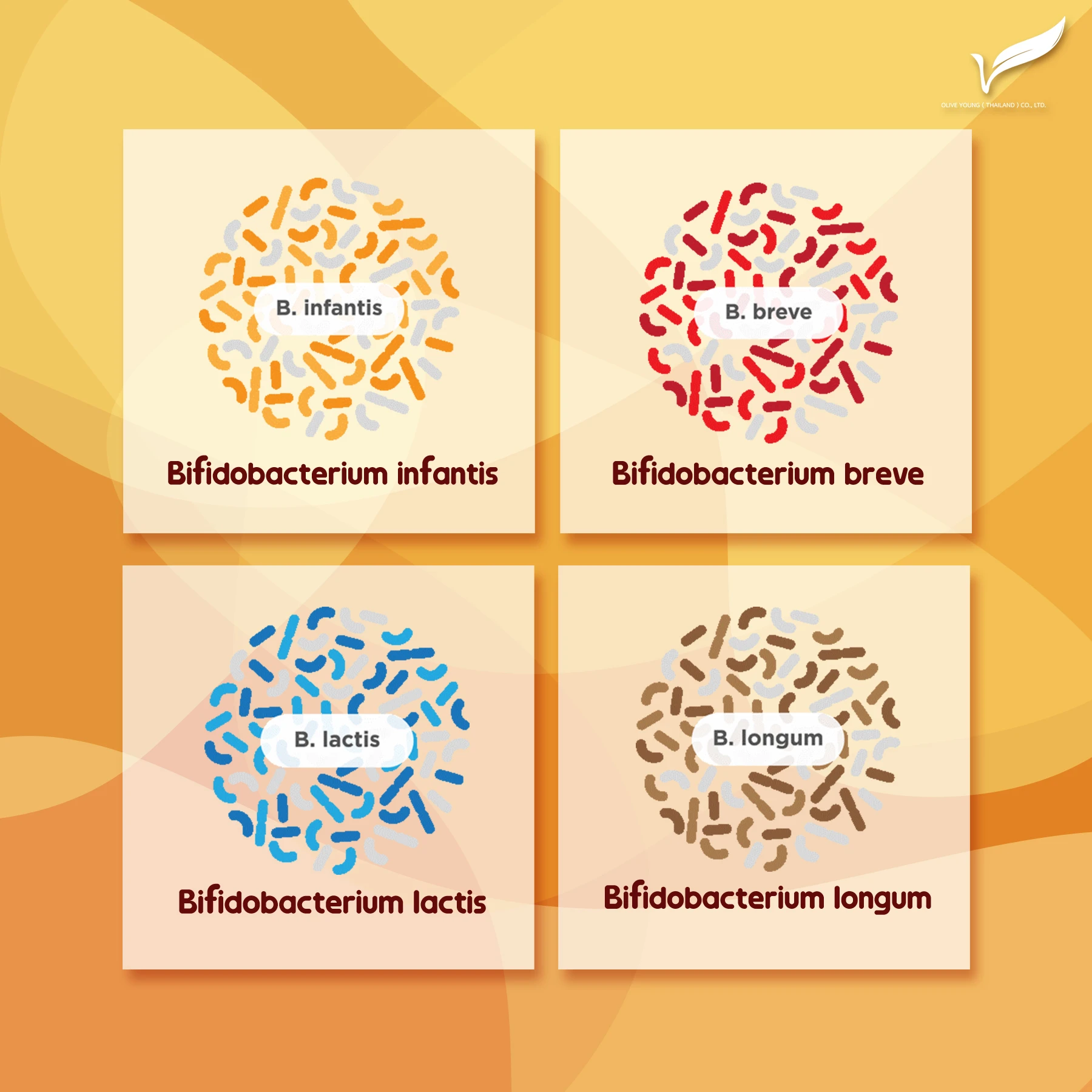 Bifidobacterium infantis.jpg
