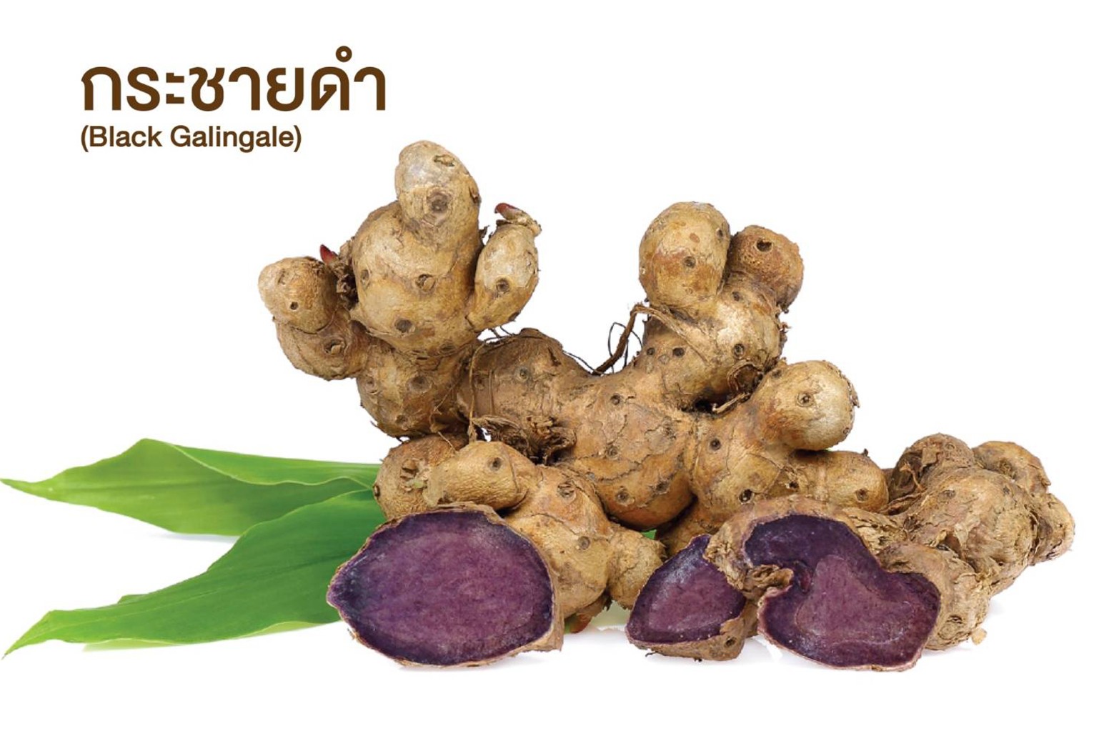 กระชายดำ (Black Galingale)