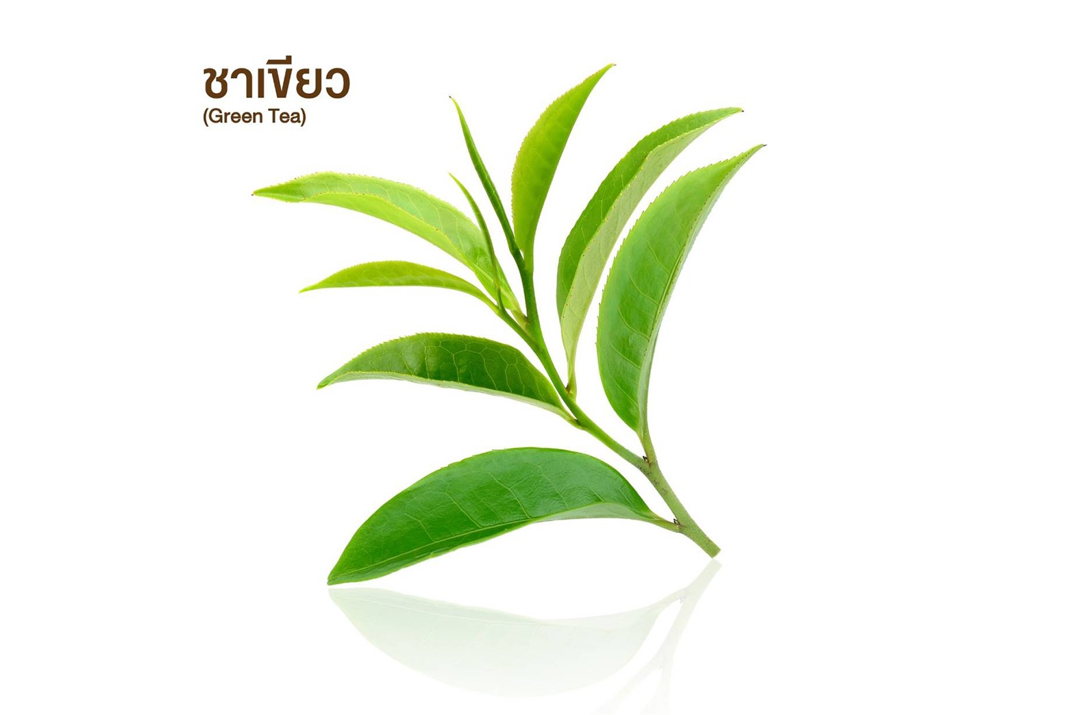 ชาเขียว (Green Tea)