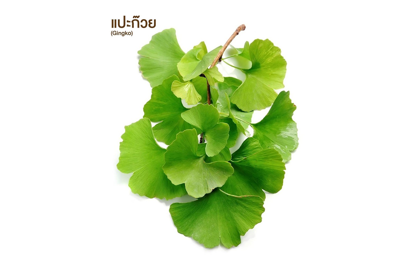 แปะก๊วย (Gingko)