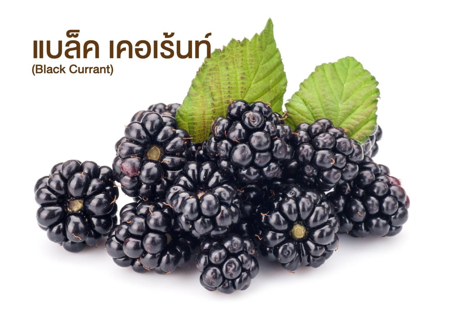 แบล็คเบอร์รี่ (Black berry)