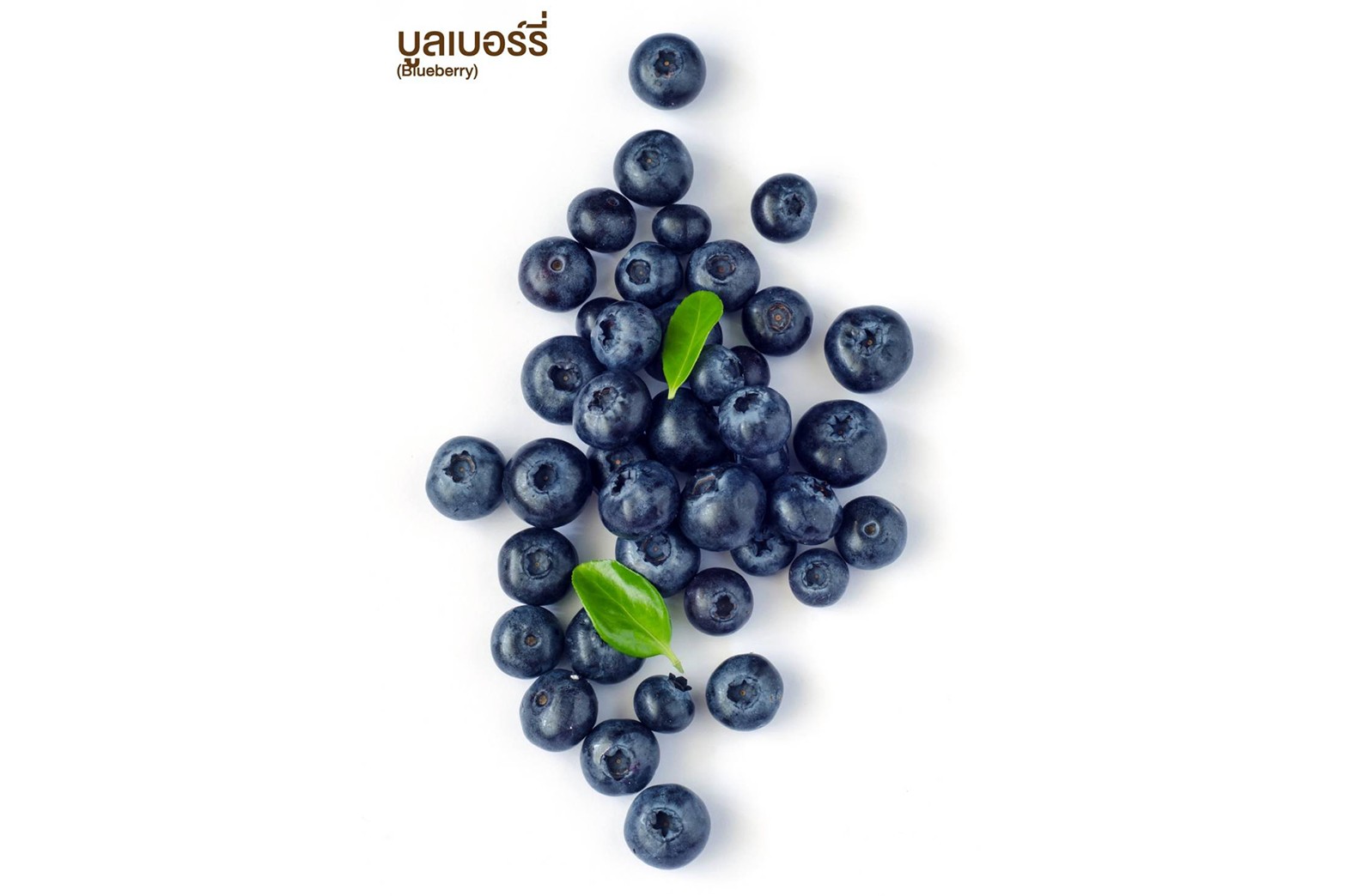 บูลเบอร์รี่ (Blueberry)