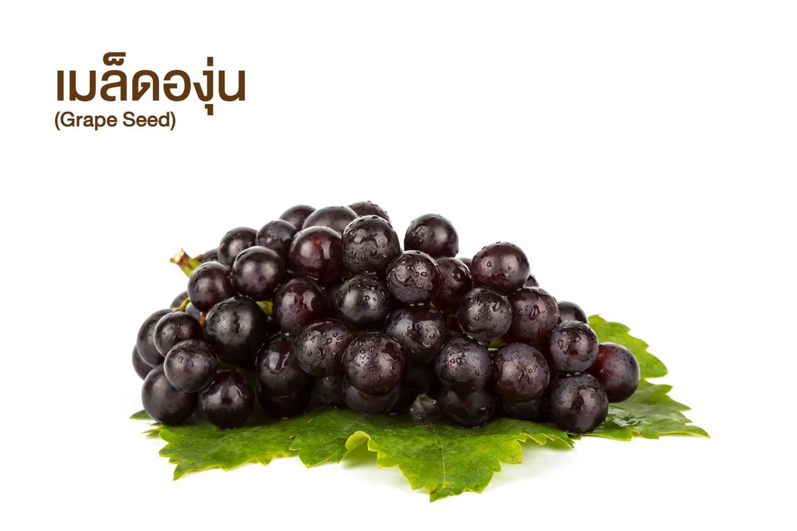 เมล็ดองุ่น (Grape Seed)