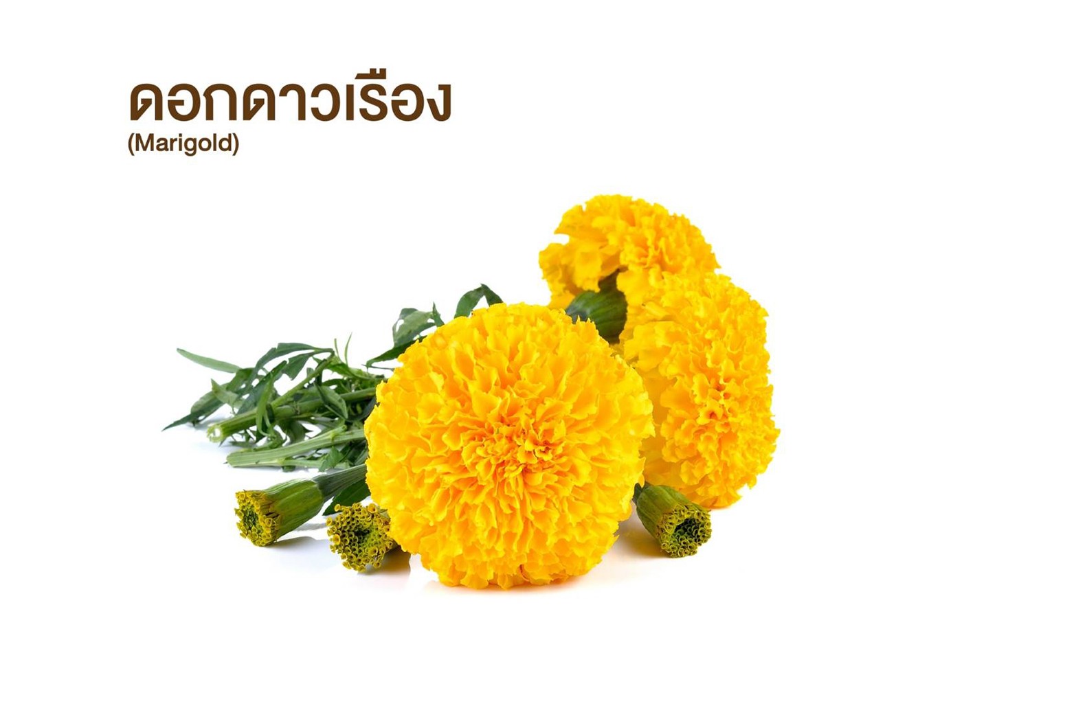 ดอกดาวเรือง (Marigold)